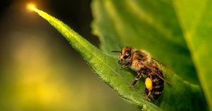 IoT na sinecocultura