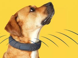 Halo - foto de divulgação