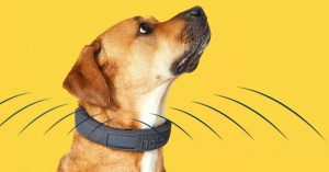 Halo - foto de divulgação