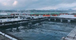 In the aquaculture industry, fish length and weight are measured for efficient control of fish production - image NTT