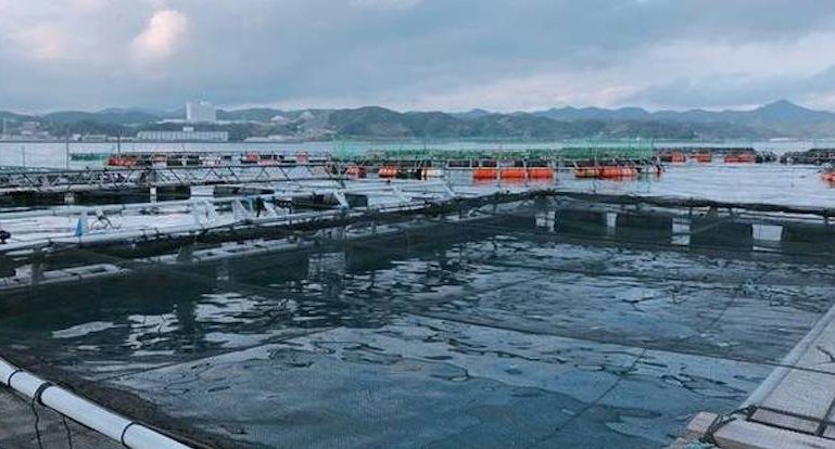 In the aquaculture industry, fish length and weight are measured for efficient control of fish production - image NTT