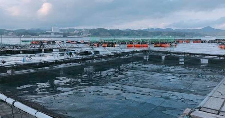 In the aquaculture industry, fish length and weight are measured for efficient control of fish production - image NTT