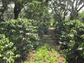 Café Africa Tanzania (CATZ)