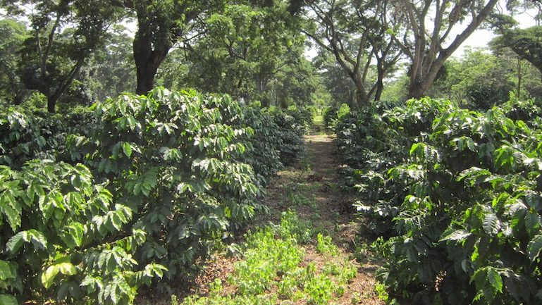 Café Africa Tanzania (CATZ)