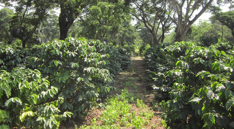 Café Africa Tanzania (CATZ)